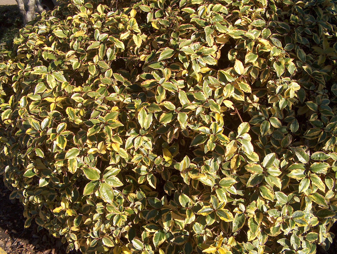 Online Plant Guide Elaeagnus x ebbingei 'Gilt Edge' / Ebbingei Elaeagnus